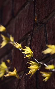 Preview wallpaper leaves, branches, autumn, wall