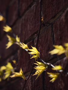 Preview wallpaper leaves, branches, autumn, wall