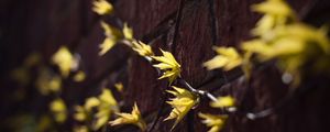 Preview wallpaper leaves, branches, autumn, wall