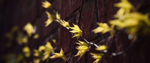 Preview wallpaper leaves, branches, autumn, wall