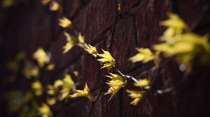 Preview wallpaper leaves, branches, autumn, wall