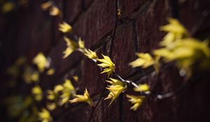 Preview wallpaper leaves, branches, autumn, wall