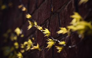 Preview wallpaper leaves, branches, autumn, wall