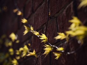 Preview wallpaper leaves, branches, autumn, wall