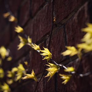 Preview wallpaper leaves, branches, autumn, wall