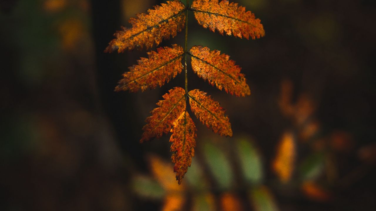 Wallpaper leaves, branches, autumn, macro