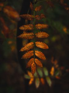 Preview wallpaper leaves, branches, autumn, macro