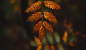 Preview wallpaper leaves, branches, autumn, macro