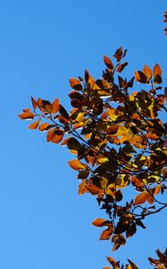 Preview wallpaper leaves, branches, autumn, nature