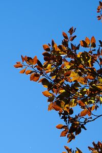 Preview wallpaper leaves, branches, autumn, nature