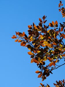 Preview wallpaper leaves, branches, autumn, nature