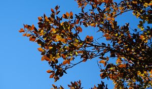 Preview wallpaper leaves, branches, autumn, nature