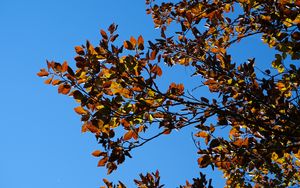 Preview wallpaper leaves, branches, autumn, nature