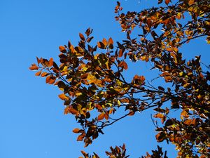 Preview wallpaper leaves, branches, autumn, nature