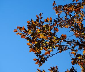 Preview wallpaper leaves, branches, autumn, nature