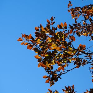 Preview wallpaper leaves, branches, autumn, nature