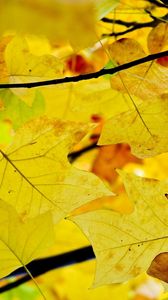 Preview wallpaper leaves, branches, autumn, yellow, dry