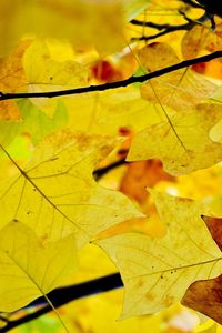 Preview wallpaper leaves, branches, autumn, yellow, dry