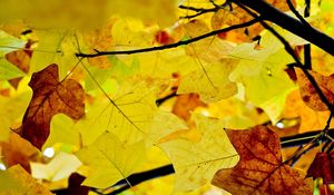 Preview wallpaper leaves, branches, autumn, yellow, dry