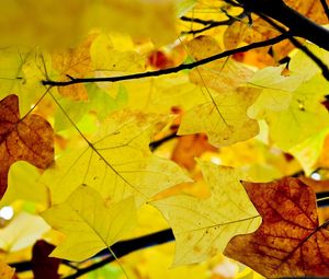 Preview wallpaper leaves, branches, autumn, yellow, dry
