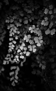 Preview wallpaper leaves, branches, black and white, macro