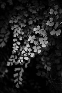 Preview wallpaper leaves, branches, black and white, macro