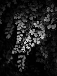 Preview wallpaper leaves, branches, black and white, macro