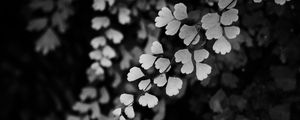 Preview wallpaper leaves, branches, black and white, macro