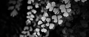 Preview wallpaper leaves, branches, black and white, macro