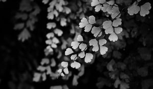 Preview wallpaper leaves, branches, black and white, macro