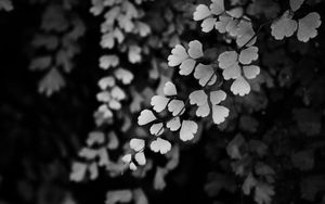 Preview wallpaper leaves, branches, black and white, macro