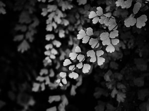 Preview wallpaper leaves, branches, black and white, macro