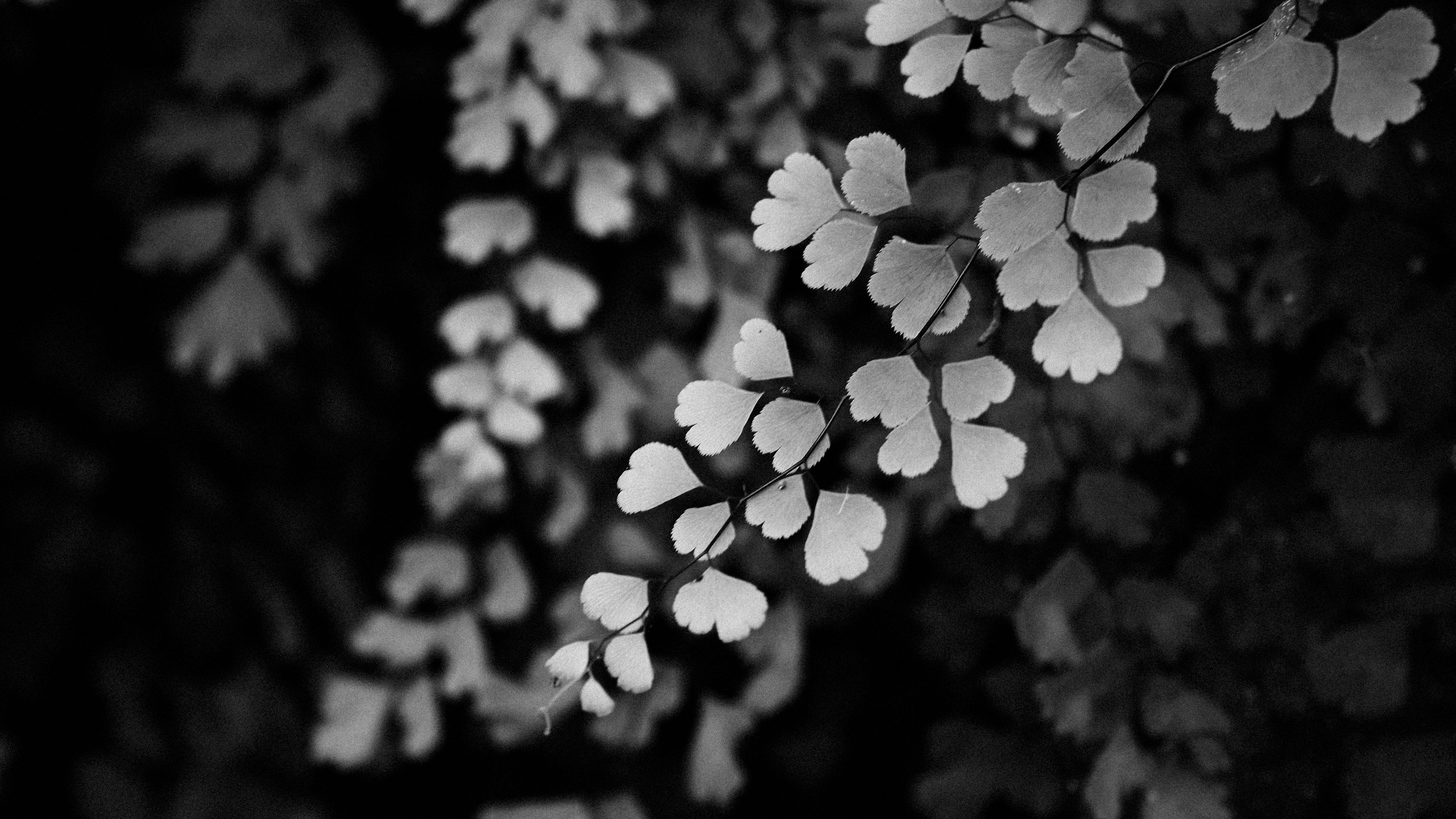Download wallpaper 3840x2160 leaves, branches, black and white, macro