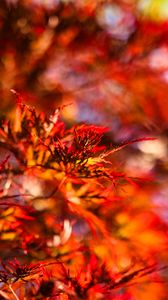 Preview wallpaper leaves, branches, blur, autumn, red