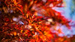 Preview wallpaper leaves, branches, blur, autumn, red
