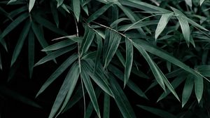 Preview wallpaper leaves, branches, bush, dark