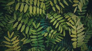 Preview wallpaper leaves, branches, bush, plant