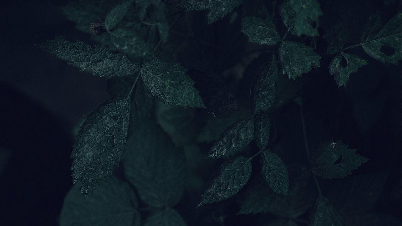 Wallpaper leaves, branches, bush, plant, veins