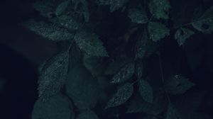 Preview wallpaper leaves, branches, bush, plant, veins