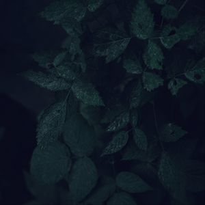 Preview wallpaper leaves, branches, bush, plant, veins