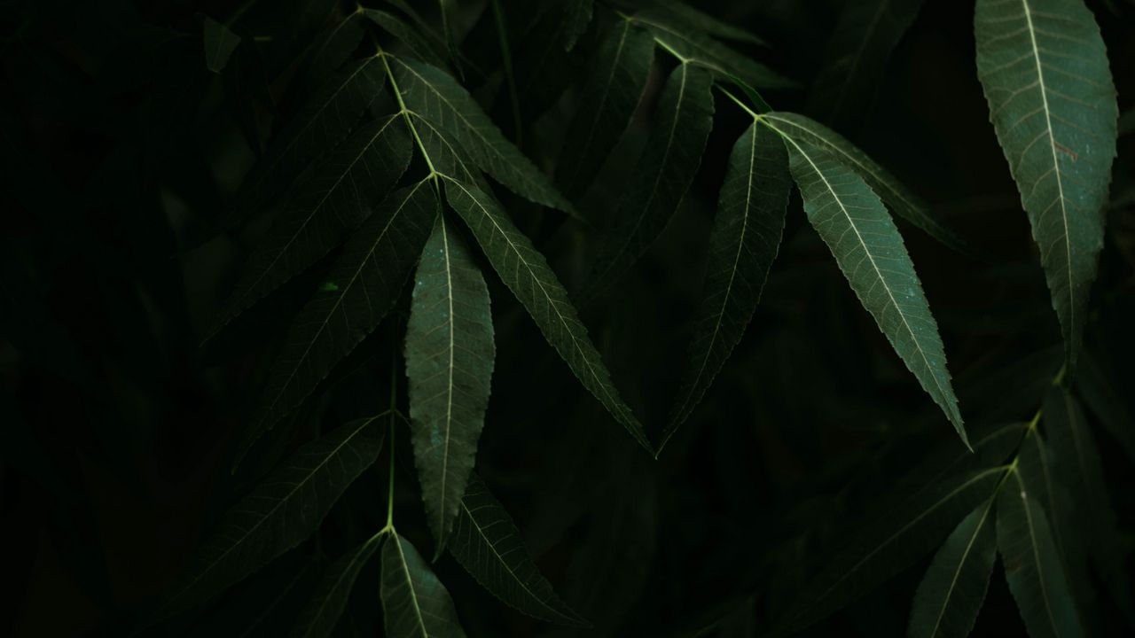 Wallpaper leaves, branches, bushes, plant, dark