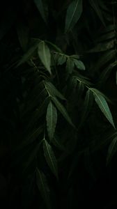 Preview wallpaper leaves, branches, bushes, plant, dark