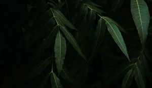 Preview wallpaper leaves, branches, bushes, plant, dark