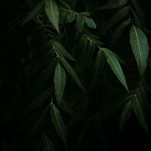 Preview wallpaper leaves, branches, bushes, plant, dark