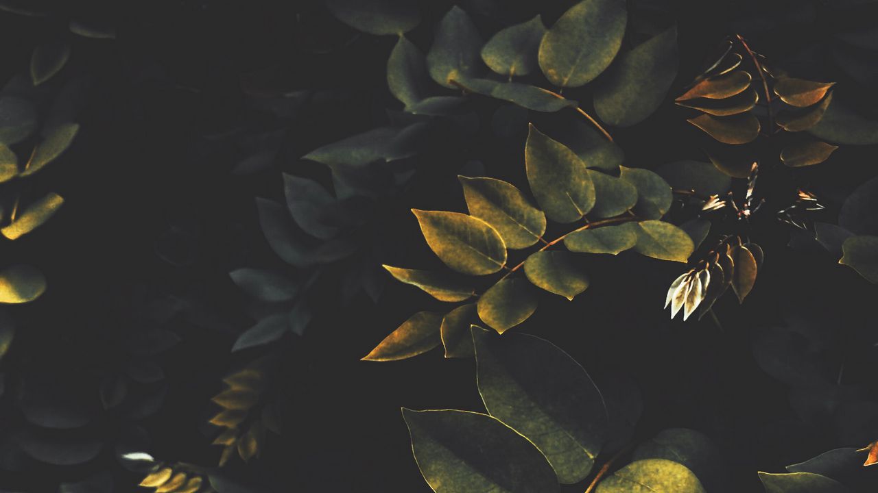 Wallpaper leaves, branches, bushes, plant, green