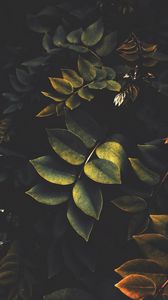 Preview wallpaper leaves, branches, bushes, plant, green