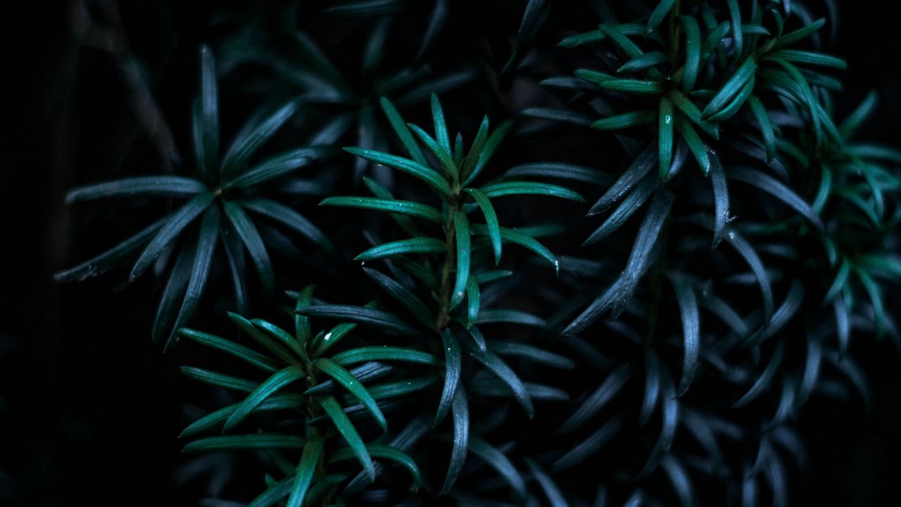 Wallpaper leaves, branches, dark, plant