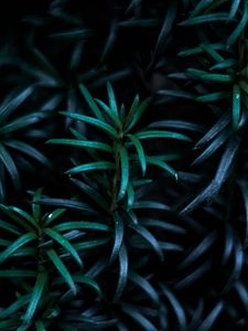 Preview wallpaper leaves, branches, dark, plant
