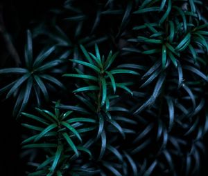 Preview wallpaper leaves, branches, dark, plant