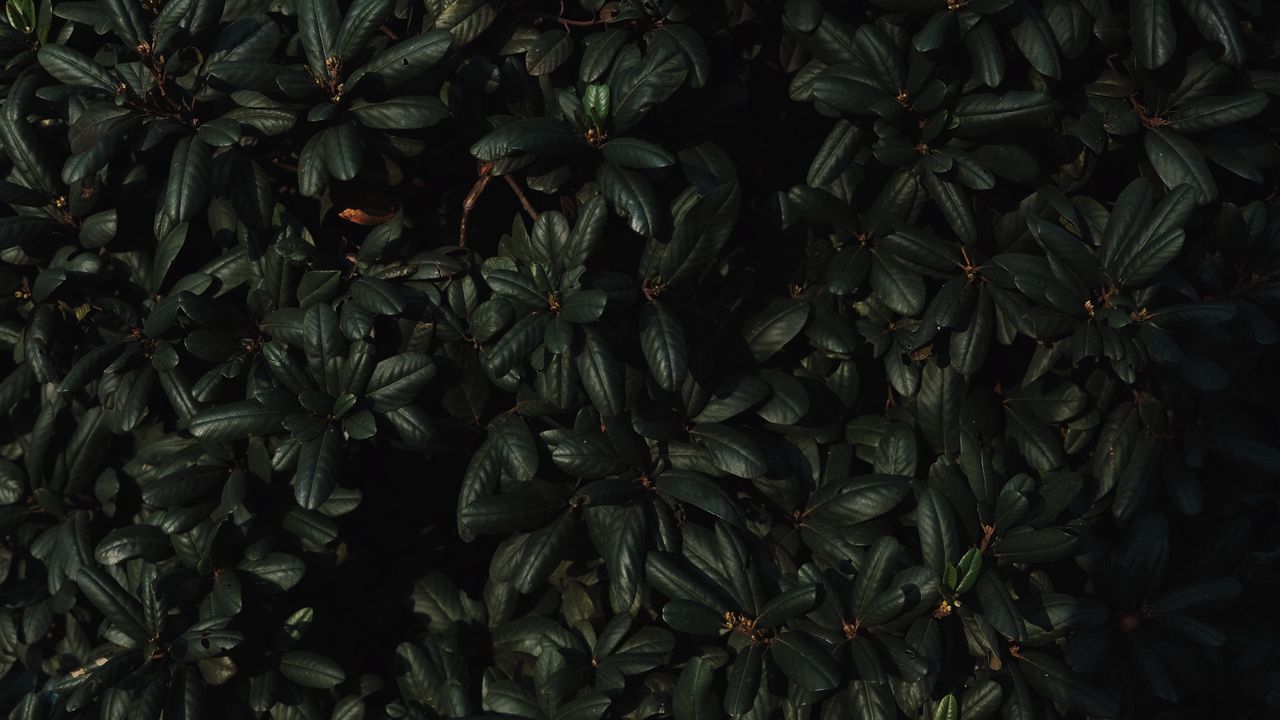 Wallpaper leaves, branches, dark, plant, green